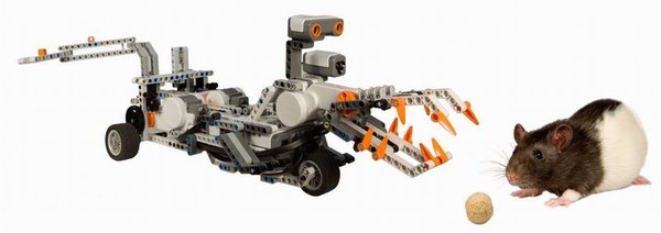 LEGO Mindstorms robot programmed to simulate predatory attack on a rat seeking food